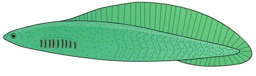 haikouichthys-ercaicunensis