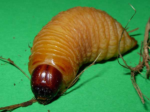 larva-kumbang-sagu-rhynchophorus-ferrugineus