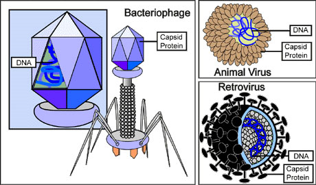 Tipe Virus