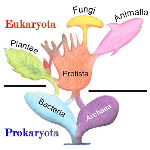 posisi-kingdom-protista