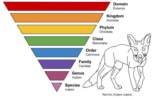 tingkatan-taksonomi-dalam-klasifikasi