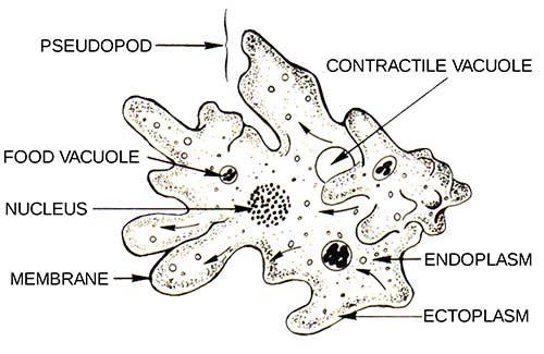 anatomi-amoeba