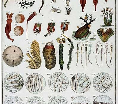 animalcules