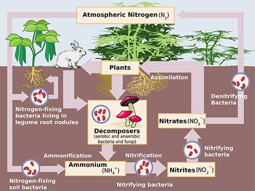 daur-nitrogen