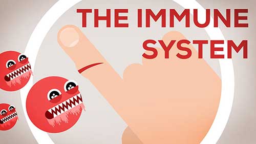 sistem-imun-infeksi-bakteri