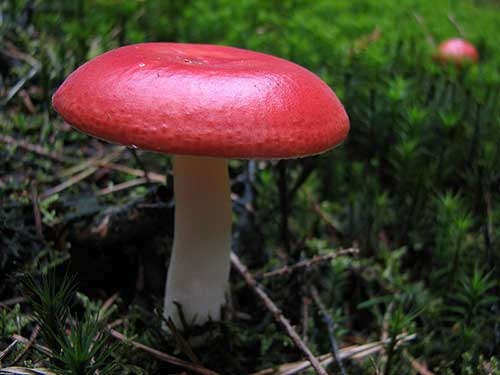 Definisi Struktur Karakteristik Jamur  Fungi  Tentorku