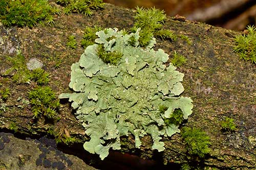 lumut-kerak-lichen