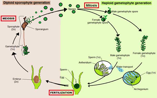 pergiliran-keturunan-tumbuhan-lumut