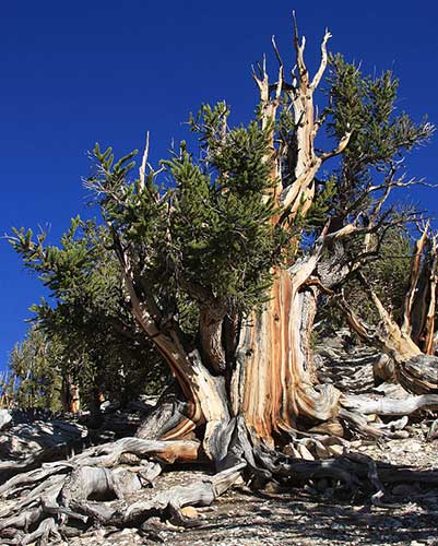 pohon-tertua-pinus-longaeva