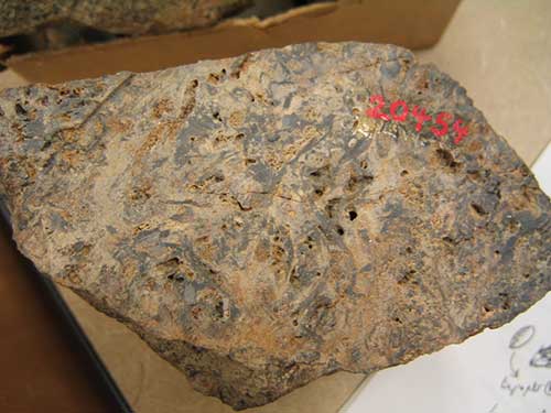 rhynie-chert