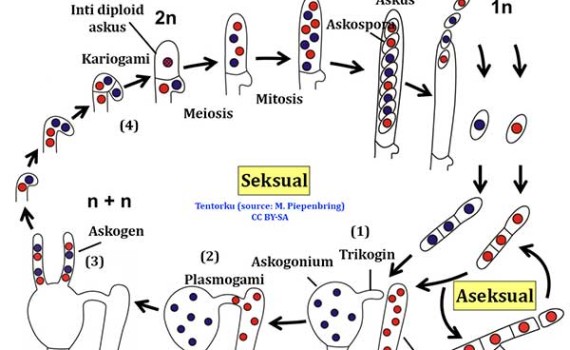 Jamur Kantung (Ascomycota) siklus-hidup-ascomycota