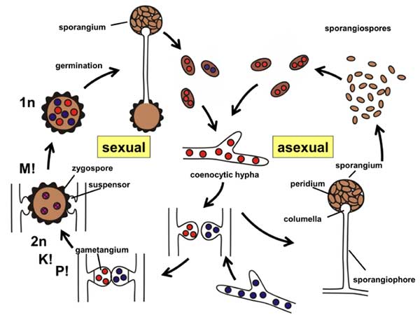 Fungi imperfekti merupakan fungi divisi