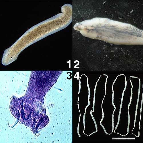  Cacing  Pipih Filum Platyhelminthes   Tentorku