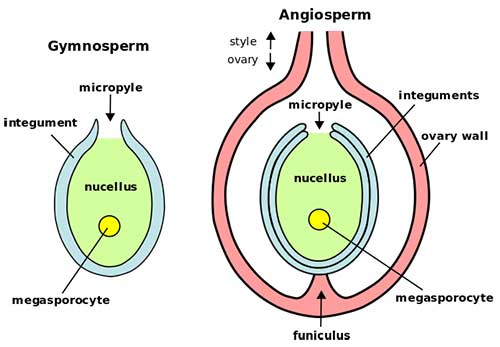 ovulum-tumbuhan-biji