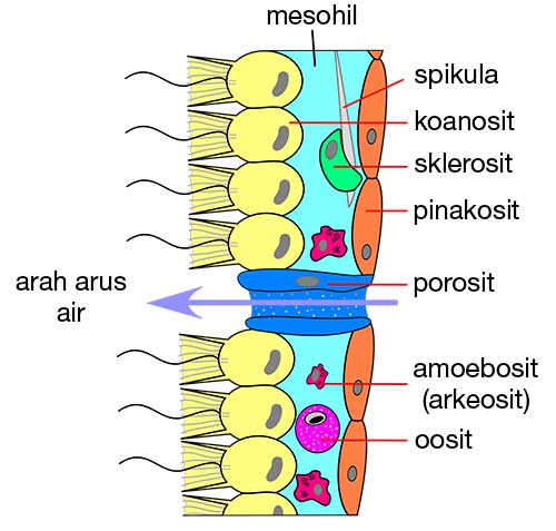 sel-penyusun-porifera