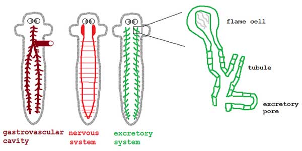 sistem-organ-planaria