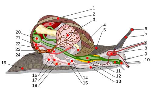 anatomi-gastropoda