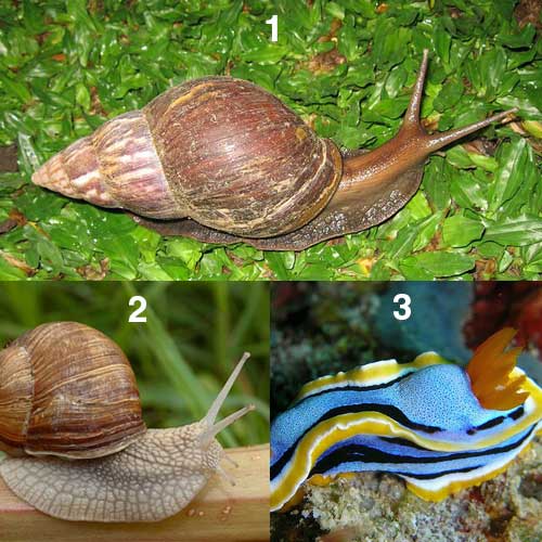 56 Populer Gambar  Hewan Gastropoda