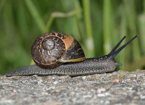  Hewan  Bertubuh Lunak  Filum Mollusca  Tentorku