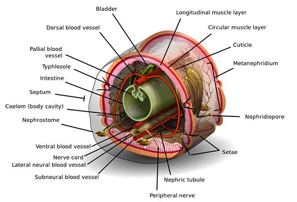anatomi-segmen-annelida