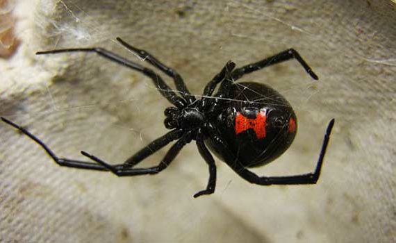 latrodectus-mactans
