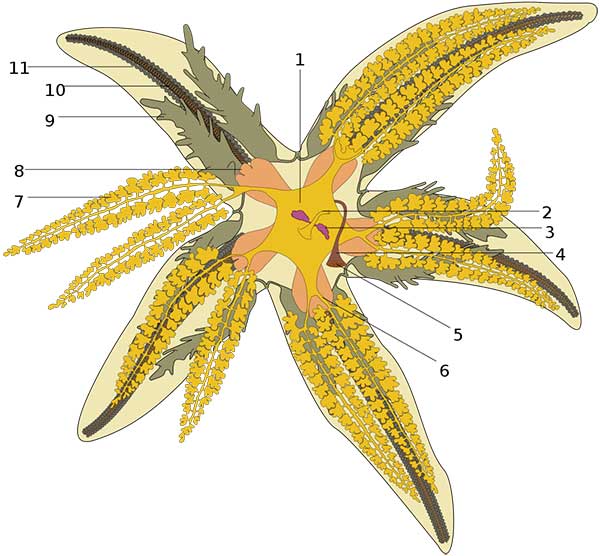 anatomi-bintang-laut