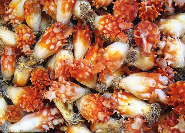 Karakteristik Klasifikasi Chordata Invertebrata   Tentorku