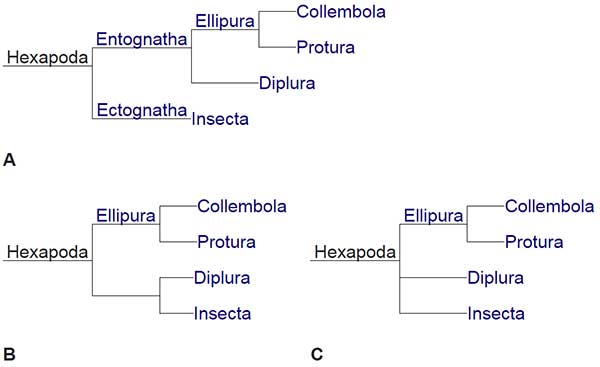 kladogram-hexapoda