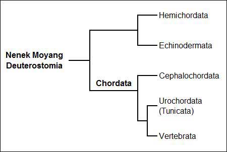 pohon-filogenetik-chordata