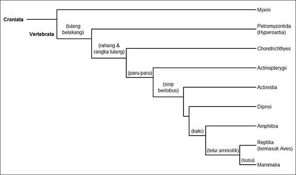 Asal Usul Evolusi Chordata dan Vertebrata  Tentorku