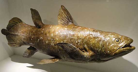 model-coelacanth