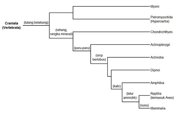 Asal Usul Evolusi Chordata dan Vertebrata  Tentorku