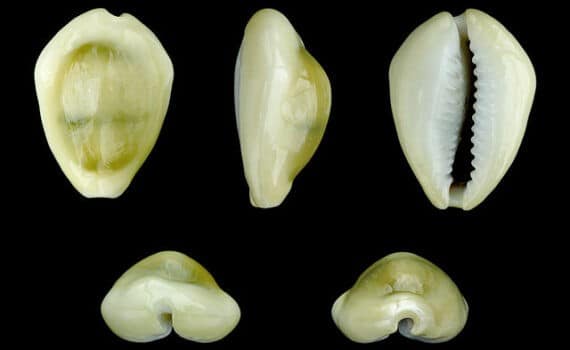 Uang: Definisi, Fungsi, dan Nilai Uang Uang kulit kerang