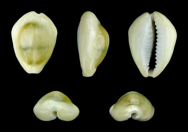 Uang kulit kerang