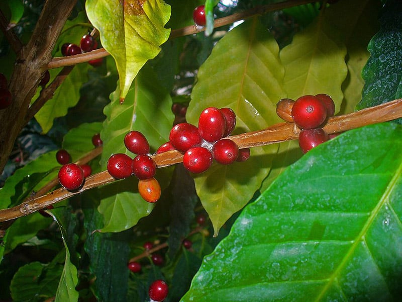 kopi-arabica