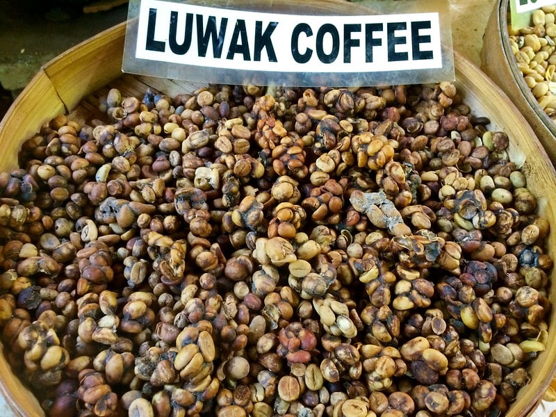 kopi-luwak