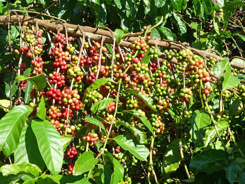 kopi-robusta